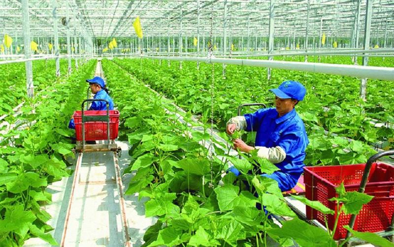 Các đơn hàng nông nghiệp nhận được quan tâm lớn từ người lao động