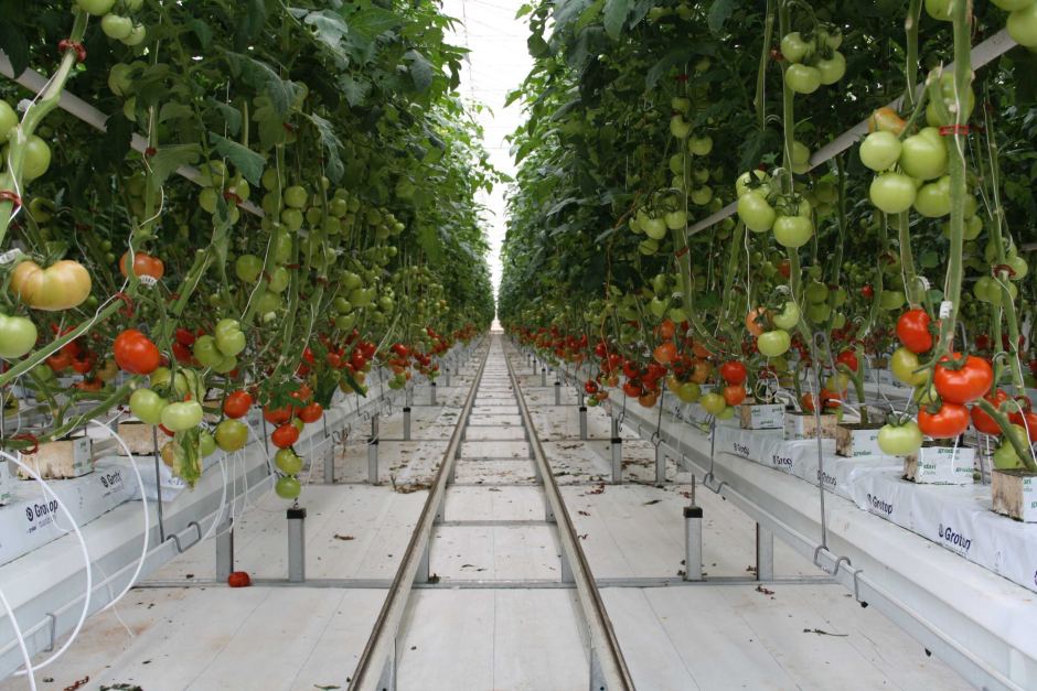 thực tập sinh 3 năm, Nông nghiệp trồng trọt, Kumamoto, Kyushu, Nông nghiệp - Kumamoto: Tuyển nữ (18-35 tuổi). Công việc: làm rau củ và phân loại đóng gói rau sạch. Lương cơ bản 16 man/tháng, thực lĩnh khoảng 12 man/tháng. Phỏng vấn 05/09/2025. Yêu cầu: tốt nghiệp THPT, không sạm trổ, không nhuộm tóc, sức khỏe tốt, không hút thuốc.