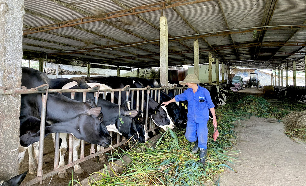 thực tập sinh 3 năm, Chăn nuôi bò, Hokkaido, Tiếng Nhật giao tiếp N4, 1 Nam, Đơn hàng tuyển 1 nam làm nông nghiệp, cụ thể là chăn nuôi bò tại Hokkaido, Nhật Bản. Yêu cầu biết tiếng Nhật giao tiếp trình độ N4, có bằng lái ô tô hoặc cam kết học và lấy bằng. Làm việc từ 8h đến 17h, lương cơ bản 25 man/tháng, có tăng ca, thưởng 2 lần/năm và hỗ trợ học bằng lái nếu chưa có. Nhà ở một mình tháng 6 sen. Yêu cầu sức khỏe tốt, không bị dị ứng.