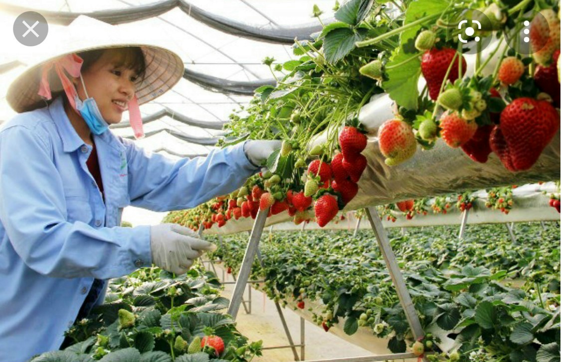HƯỚNG DẪN ĐĂNG KÍ THAM GIA ĐƠN HÀNG TRÊN HELLOJOB